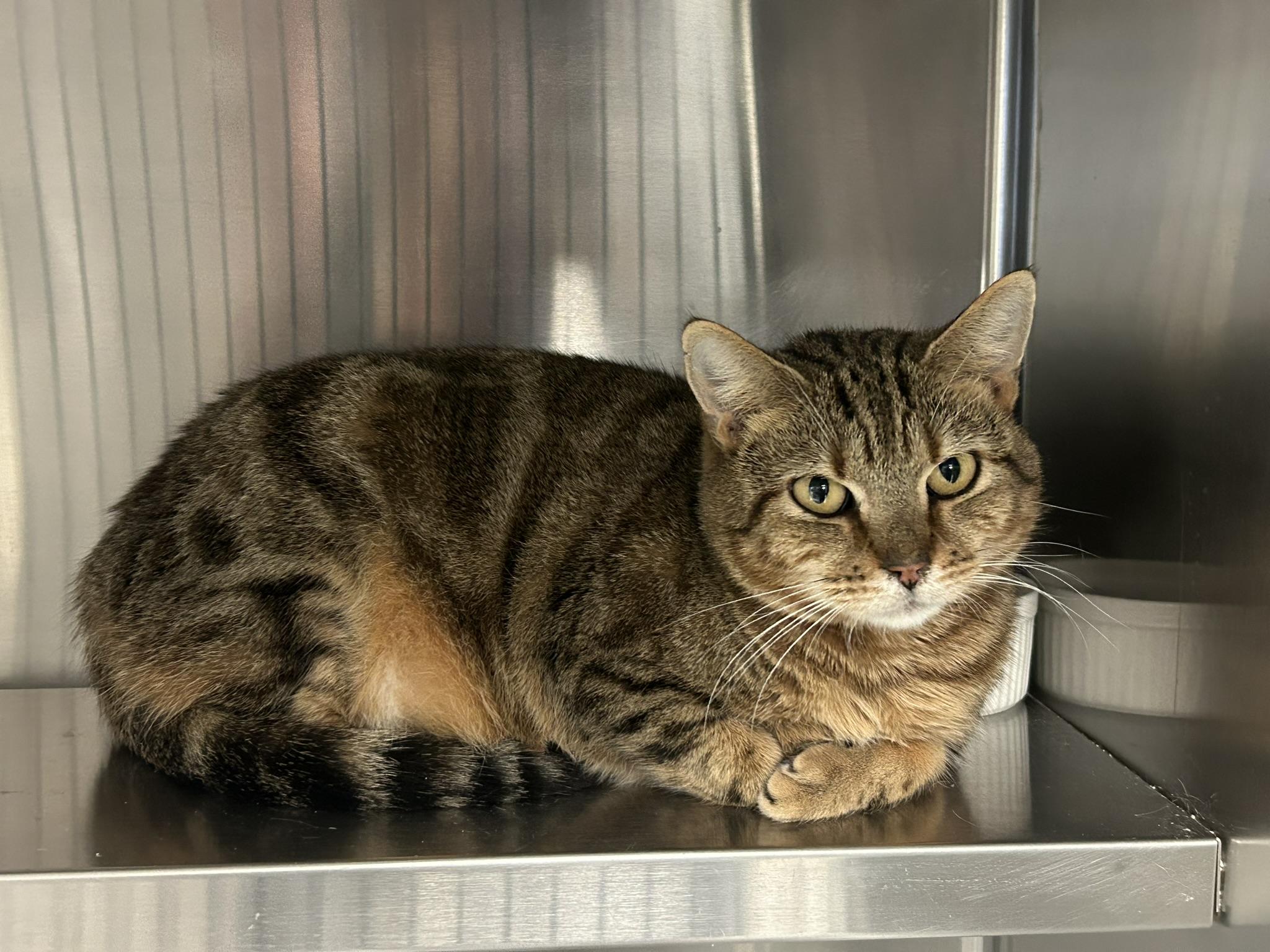 Enlarge Biscuit, a ADOPTABLE Domestic Short Hair in Sudbury, MA image 1/2