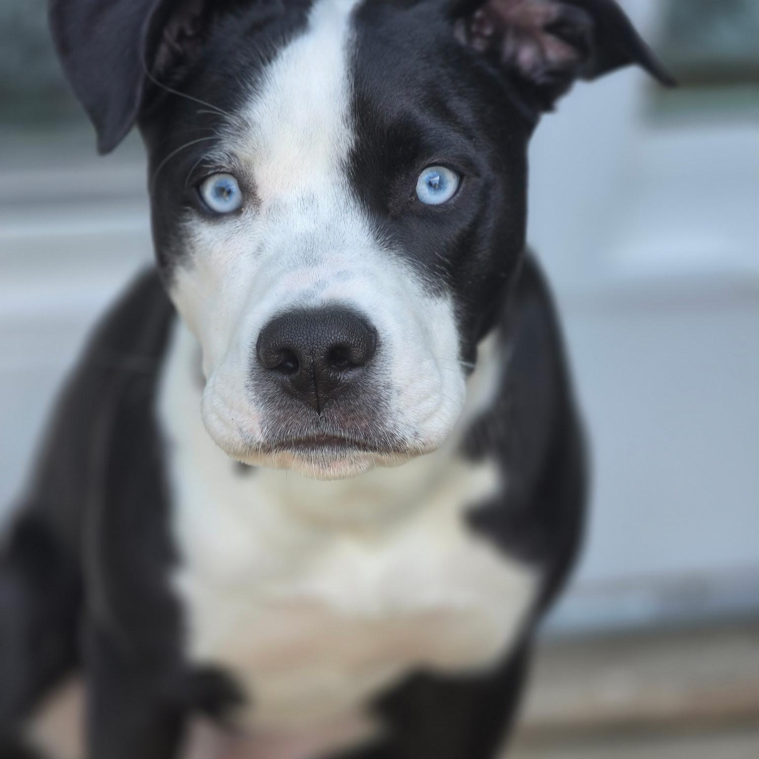 Ross, an adopted Pit Bull Terrier in Cary, IL image 3/5