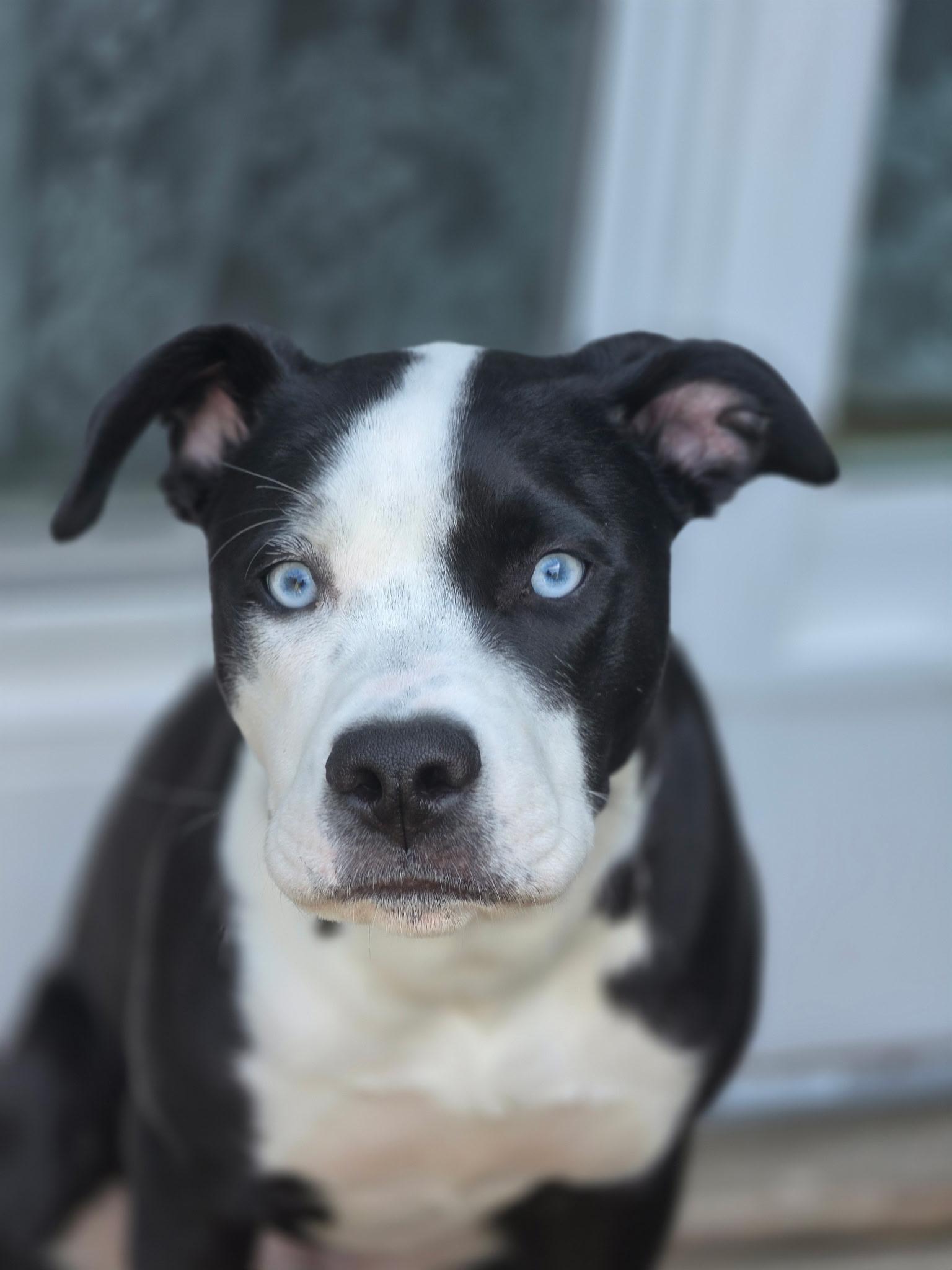 Ross, adopted, Young Male Pit Bull Terrier.