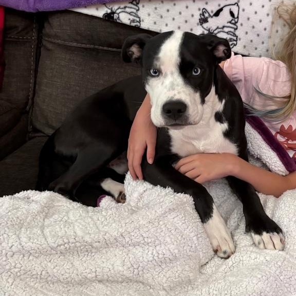 Ross, an adopted Pit Bull Terrier in Cary, IL image 4/5