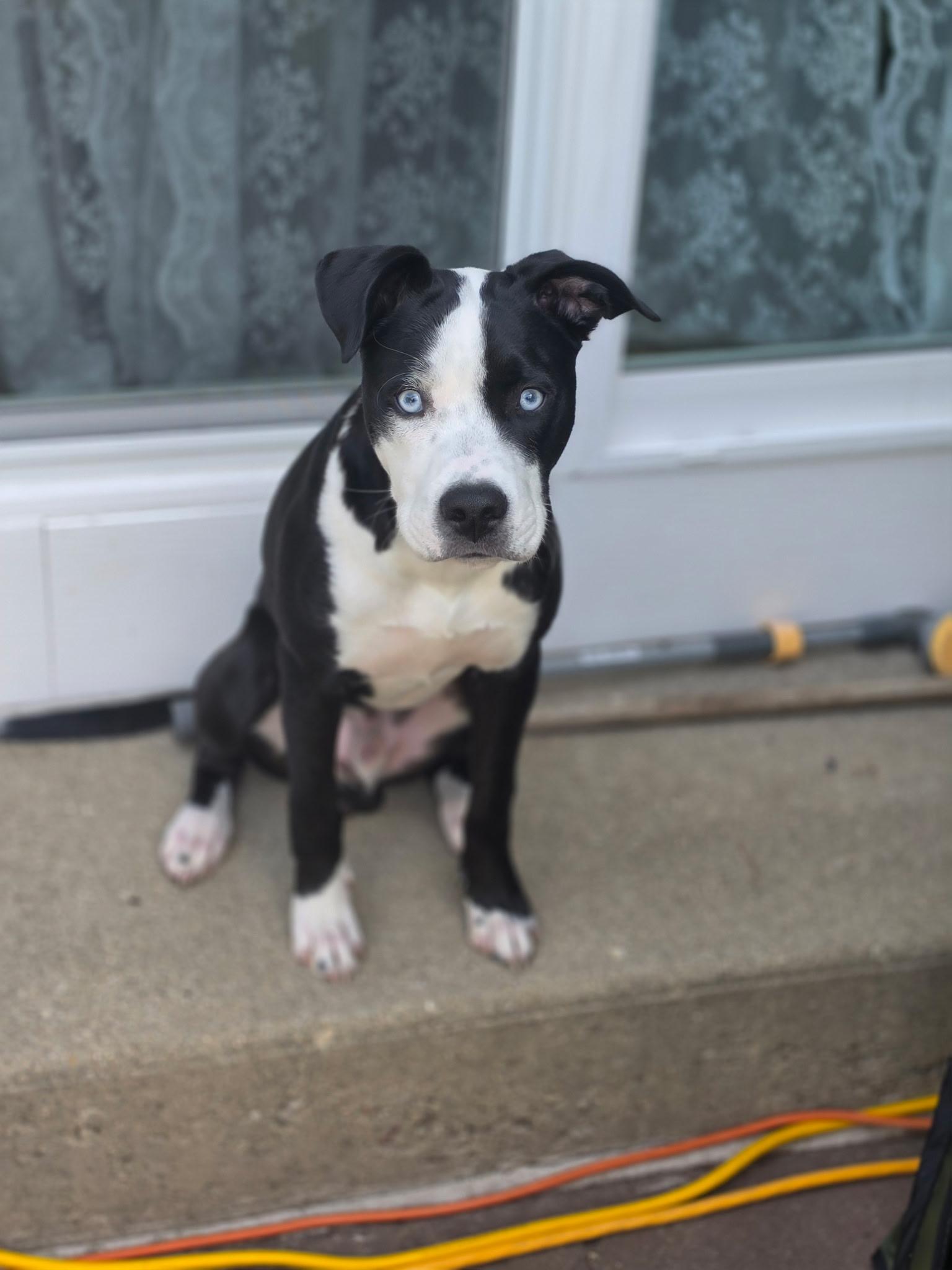 Ross, an adopted Pit Bull Terrier in Cary, IL image 2/5