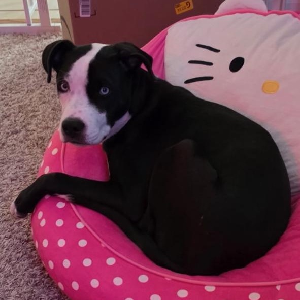 Ross, an adopted Pit Bull Terrier in Cary, IL image 5/5