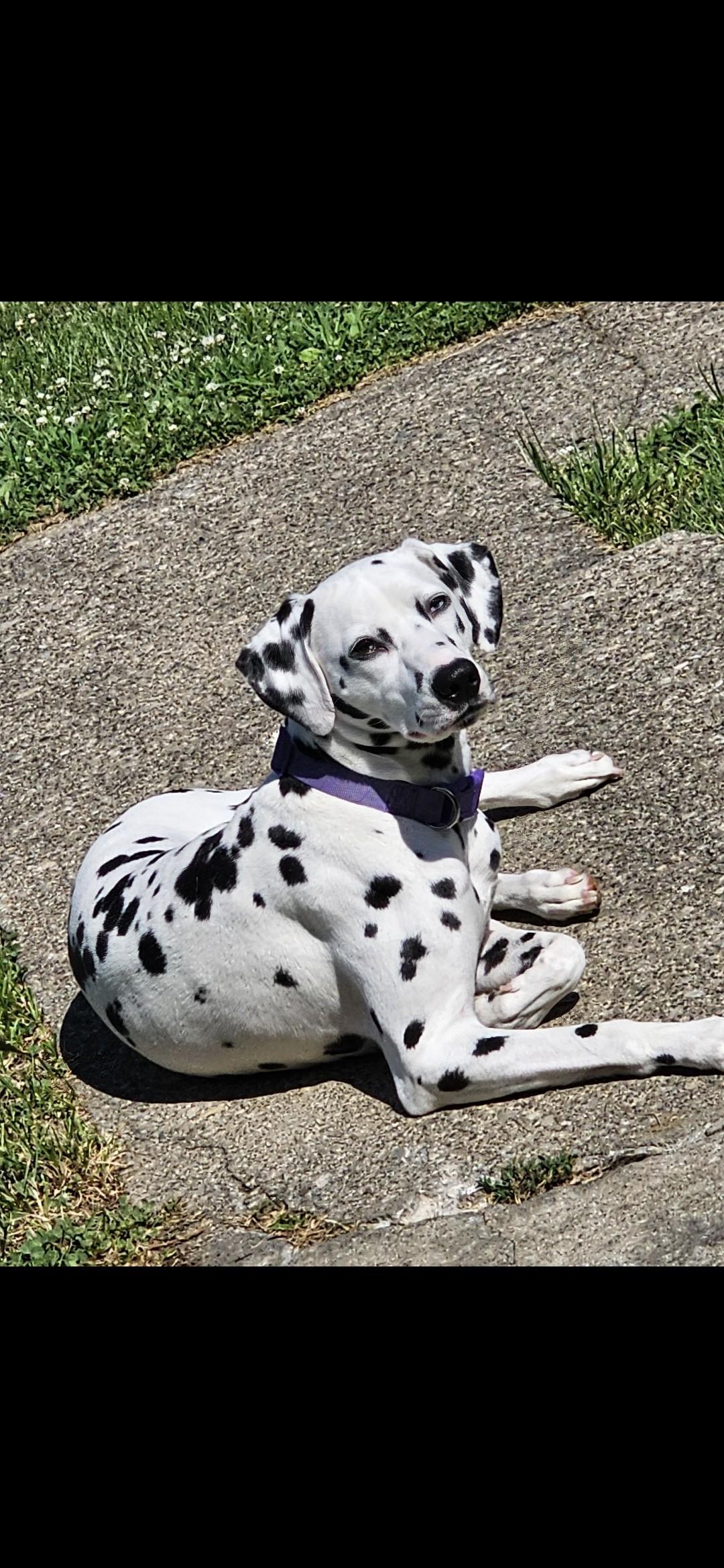 Dalia (Dolly)—Cincinnati, OH, Adoptable, Adult Female Dalmatian.