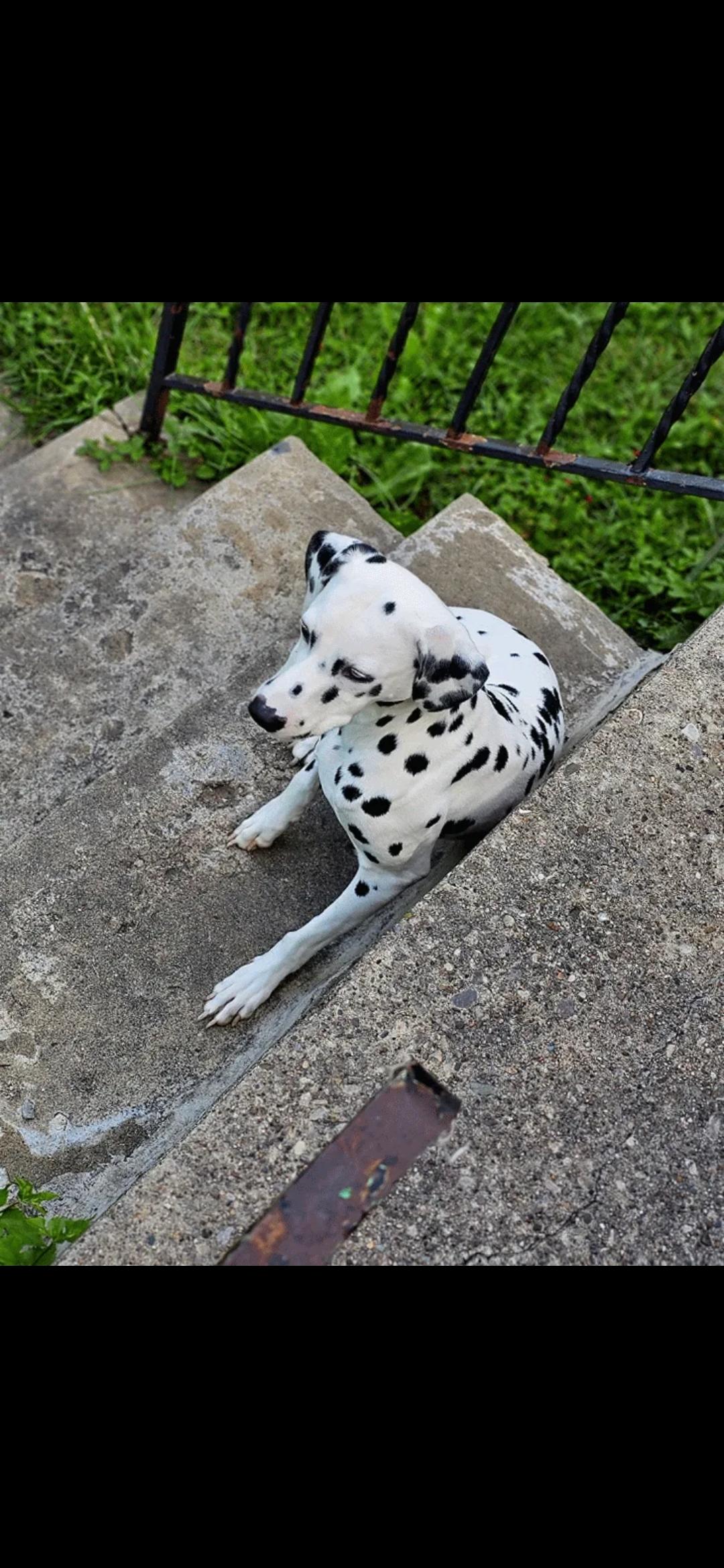 Enlarge Dalia (Dolly)—Cincinnati, OH, a Adoptable Dalmatian in Cincinnati, OH image 2/2