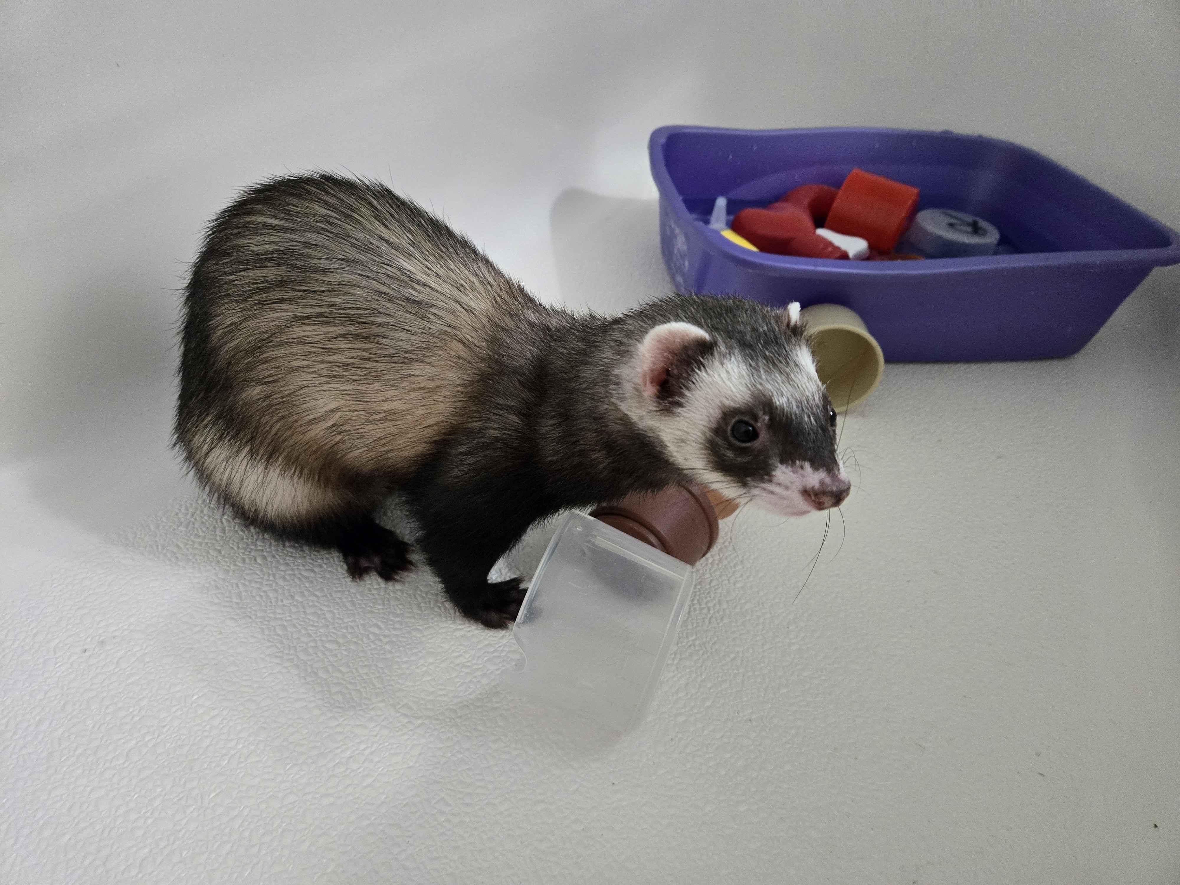 Enlarge Roscoe, a ADOPTABLE Ferret in Acworth, GA image 1/2