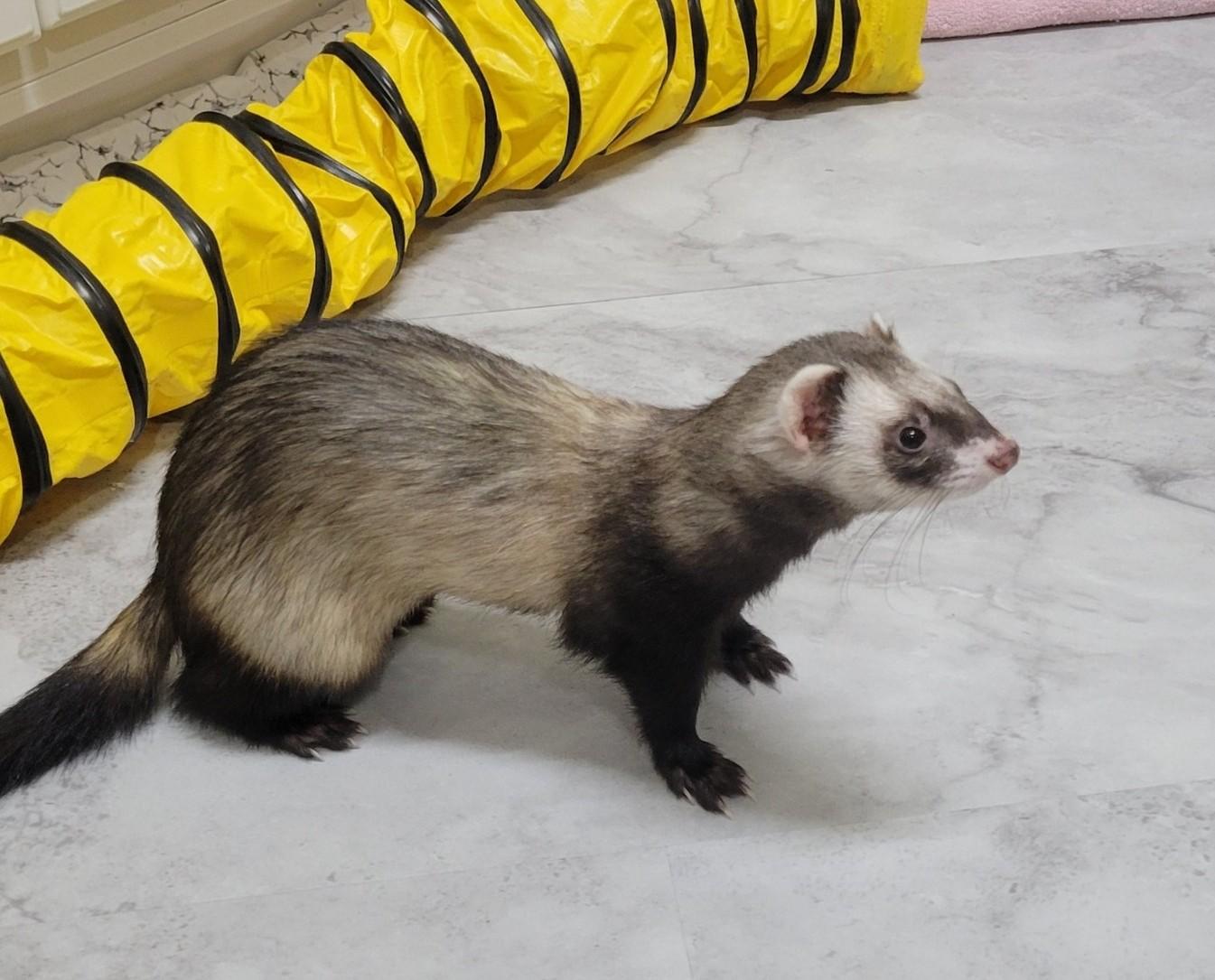 Enlarge Roscoe, a ADOPTABLE Ferret in Acworth, GA image 2/2