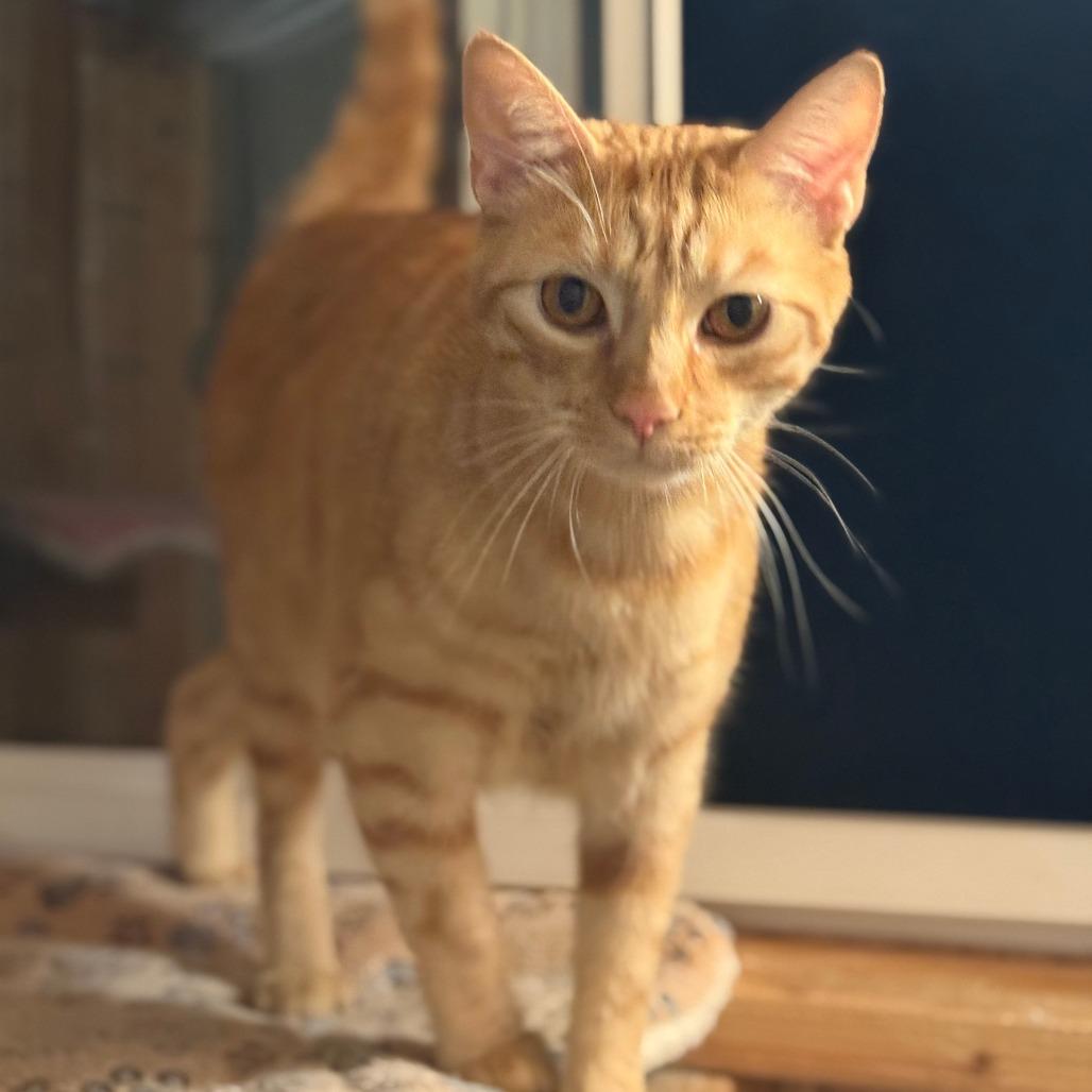 Biscotti (aka Tomato), a Adoptable Domestic Short Hair in Long Beach, CA image 1/3
