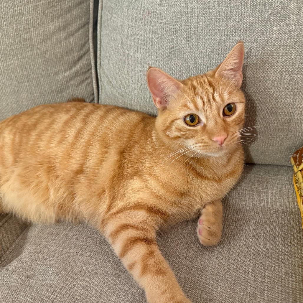Biscotti (aka Tomato), a Adoptable Domestic Short Hair in Long Beach, CA image 2/3