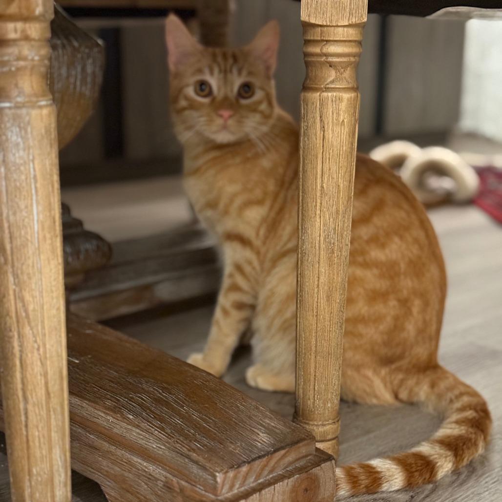 Biscotti (aka Tomato), a Adoptable Domestic Short Hair in Long Beach, CA image 3/3