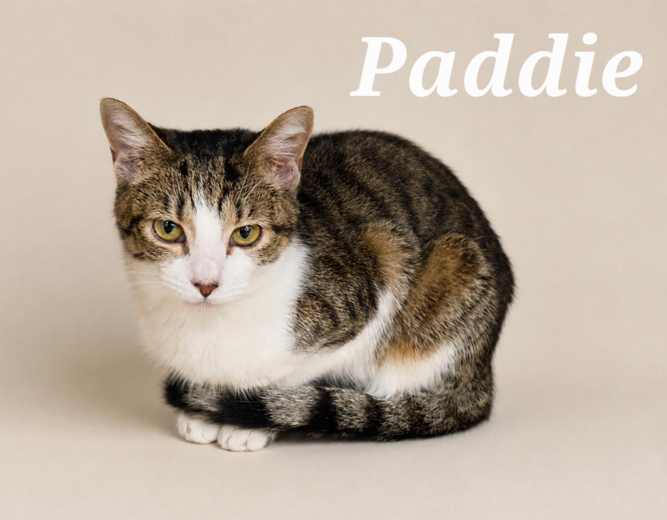 Paddie, ADOPTABLE, Kitten Female Tabby.