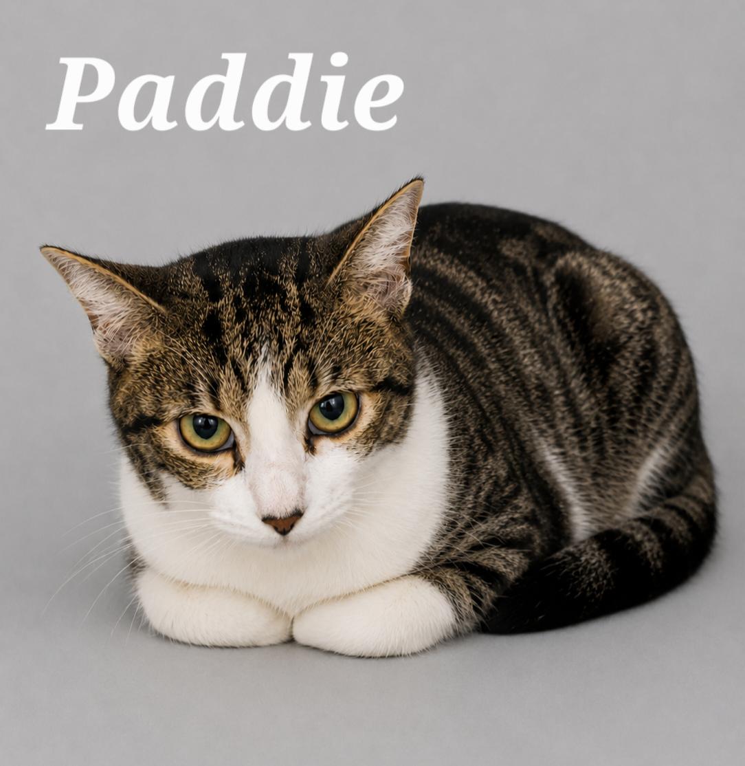 Paddie, ADOPTABLE, Kitten Female Tabby.