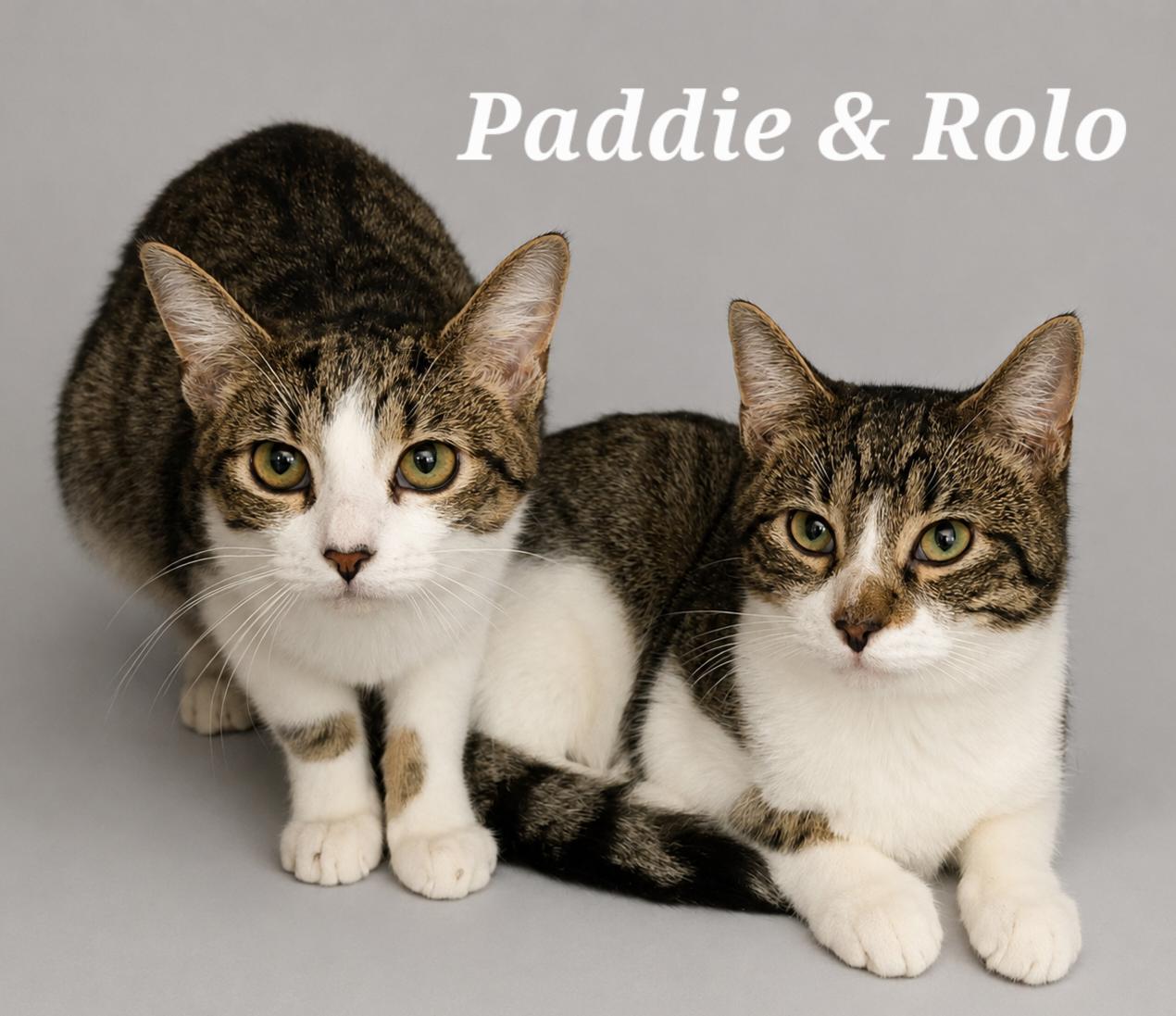 Enlarge Paddie, a ADOPTABLE Tabby in Monroeville, PA image 2/2