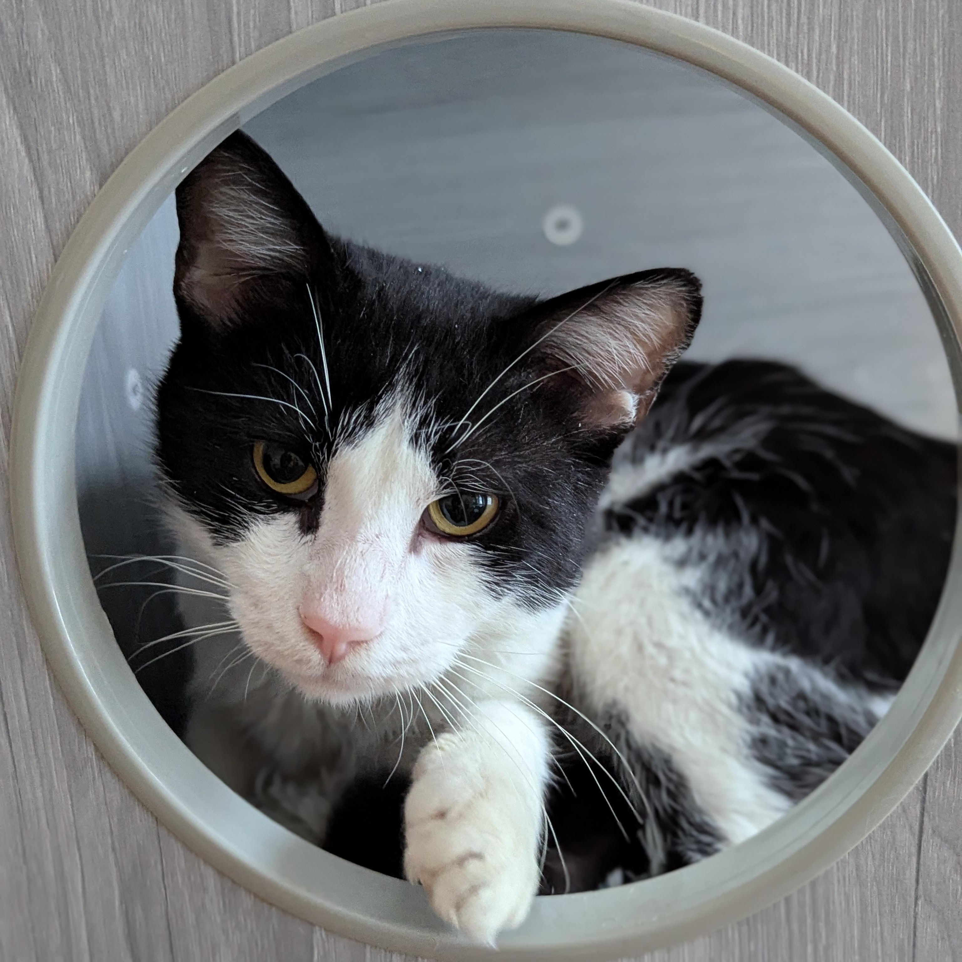 Gentle Jupiter, a Adoptable American Shorthair in colchester, CT image 3/6