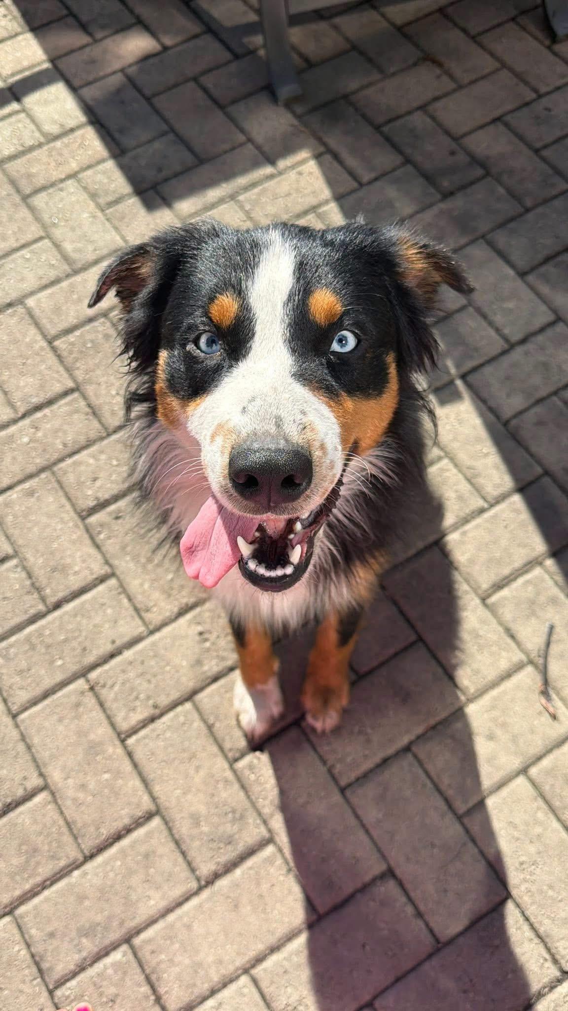 Enlarge Koda, a Adoption Pending Australian Shepherd in Cowlesville, NY image 1/1