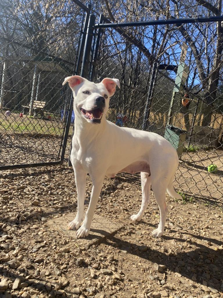 Geraldine, Adoptable, Adult Female Labrador Retriever & Shepherd.