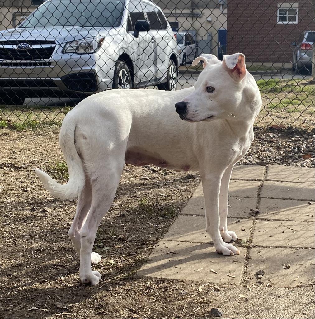Enlarge Geraldine, a Adoptable mixed breed in Little Rock, AR image 2/4