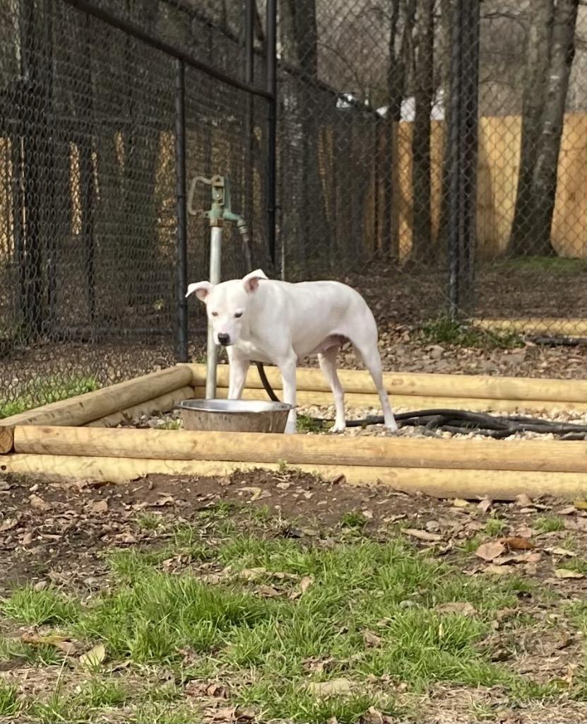 Enlarge Geraldine, a Adoptable mixed breed in Little Rock, AR image 3/4