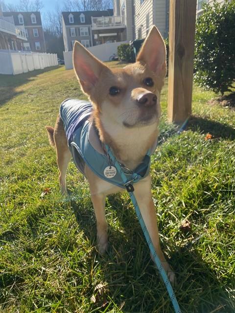 BEN, Adoptable, Young Male German Shepherd Dog & Mixed Breed.