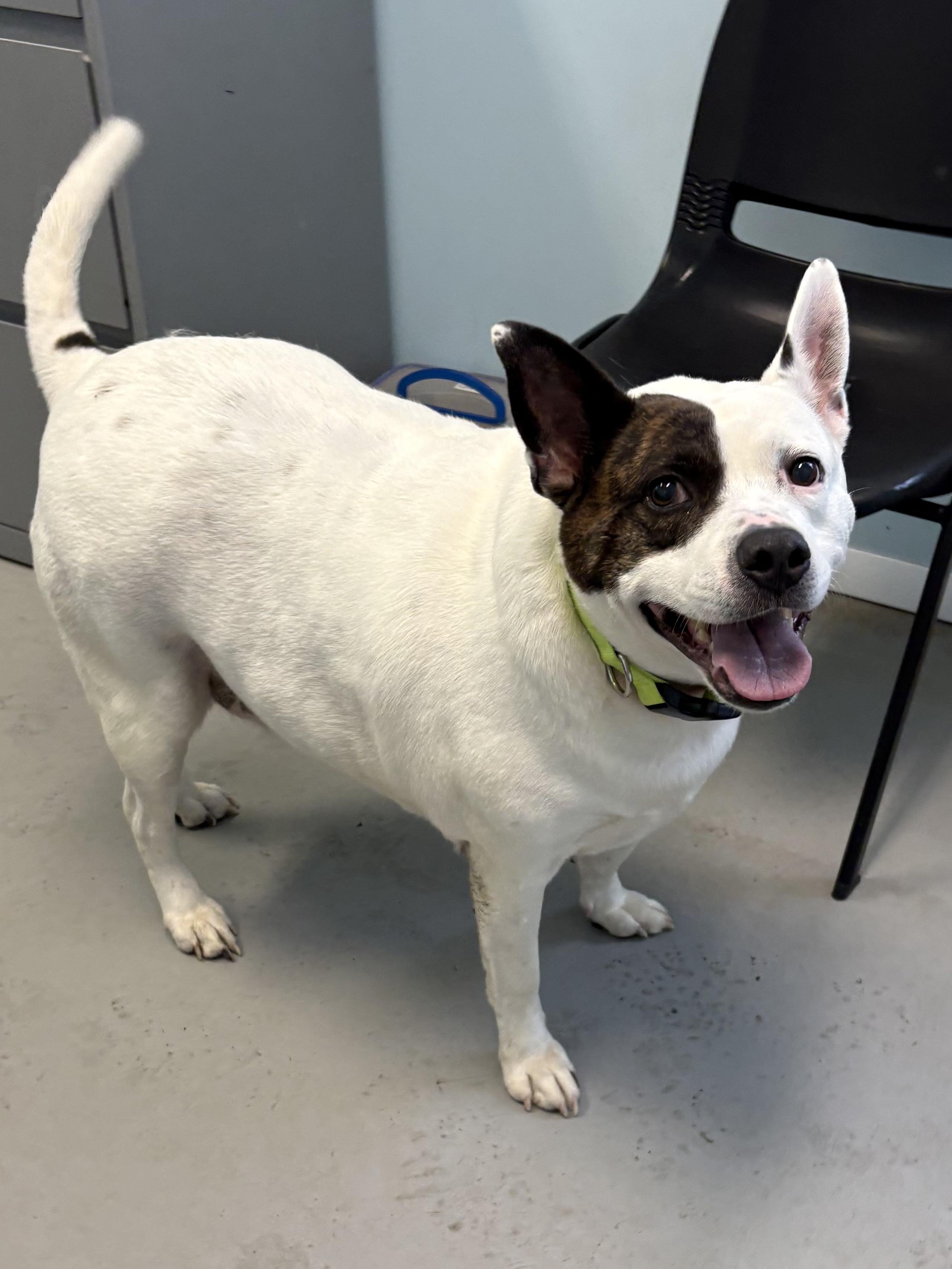 Axel, a ADOPTABLE Mixed Breed in Big Rapids, MI image 1/2
