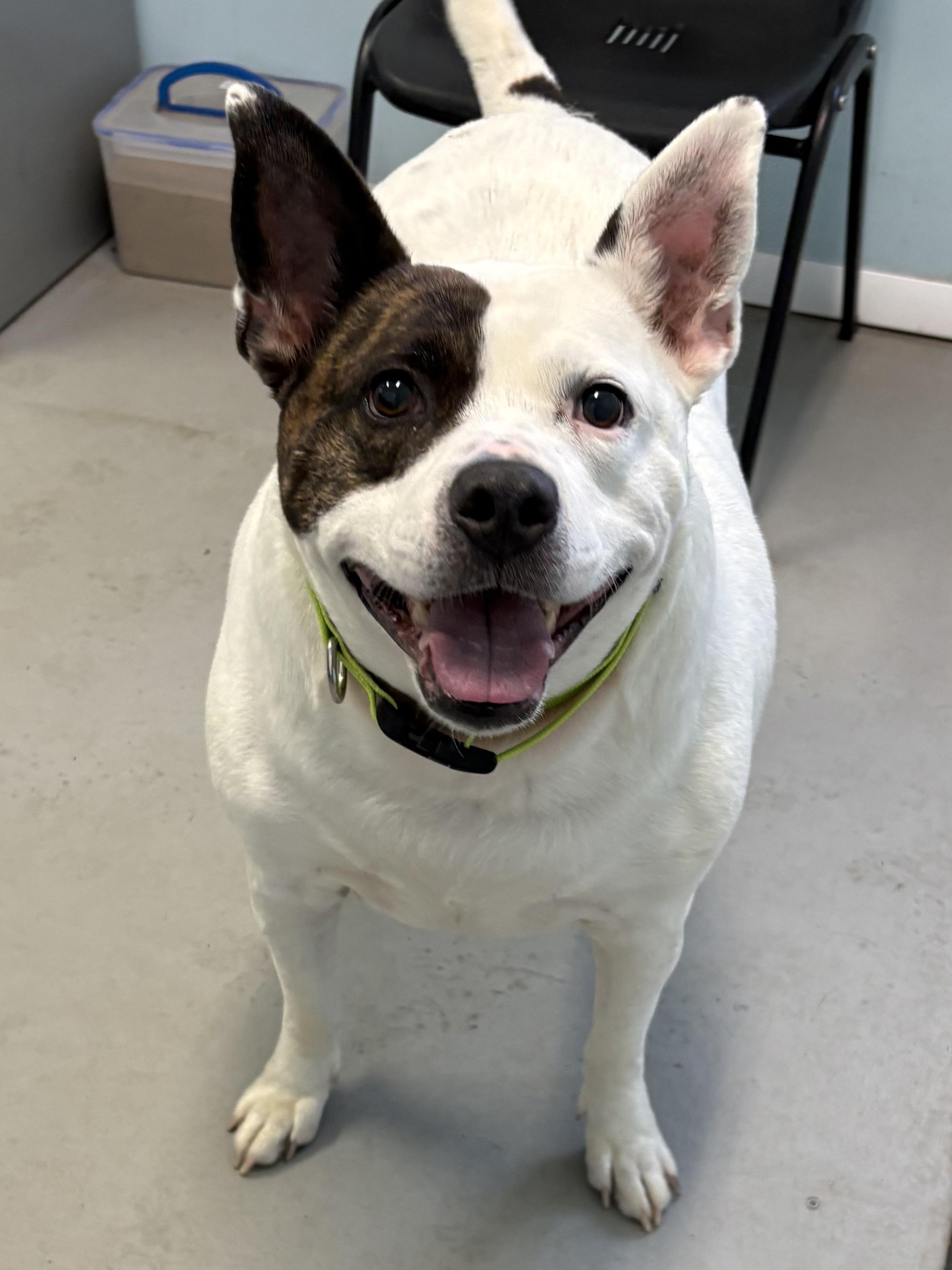 Axel, a ADOPTABLE Mixed Breed in Big Rapids, MI image 2/2
