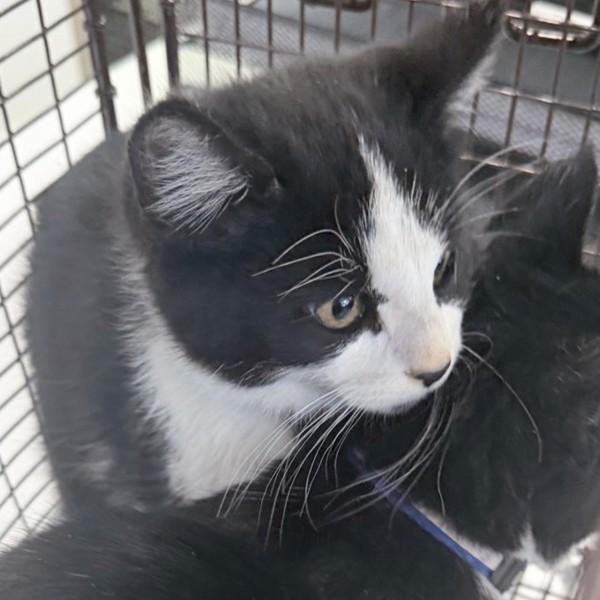 Rooster, Adoptable, Kitten Male Domestic Short Hair.