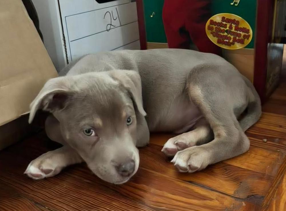 Meatball, Adoptable, Puppy Male Terrier.