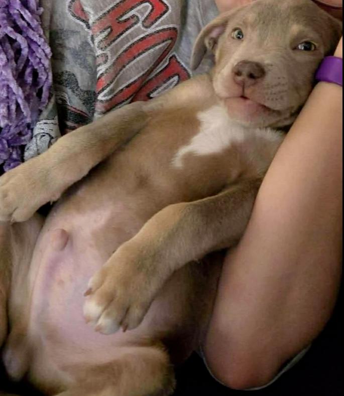 Enlarge Meatball, a Adoptable mixed breed in WARNER ROBINS, GA image 3/3