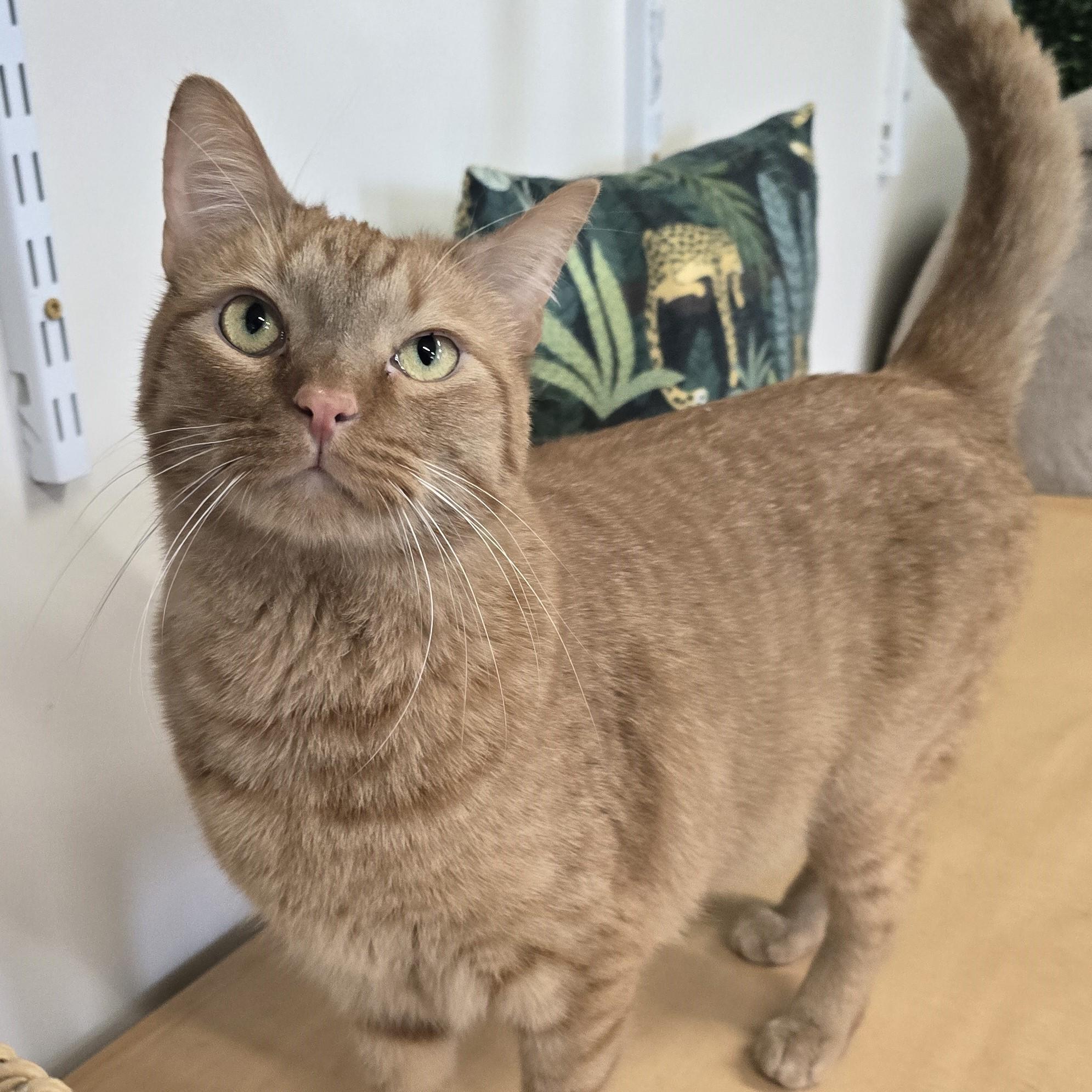 Enlarge Po, a ADOPTABLE Domestic Short Hair in Nashville, TN image 2/6