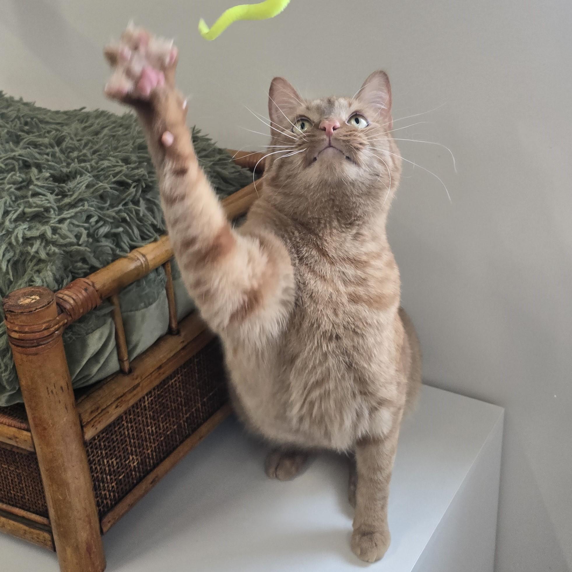 Enlarge Po, a ADOPTABLE Domestic Short Hair in Nashville, TN image 5/6