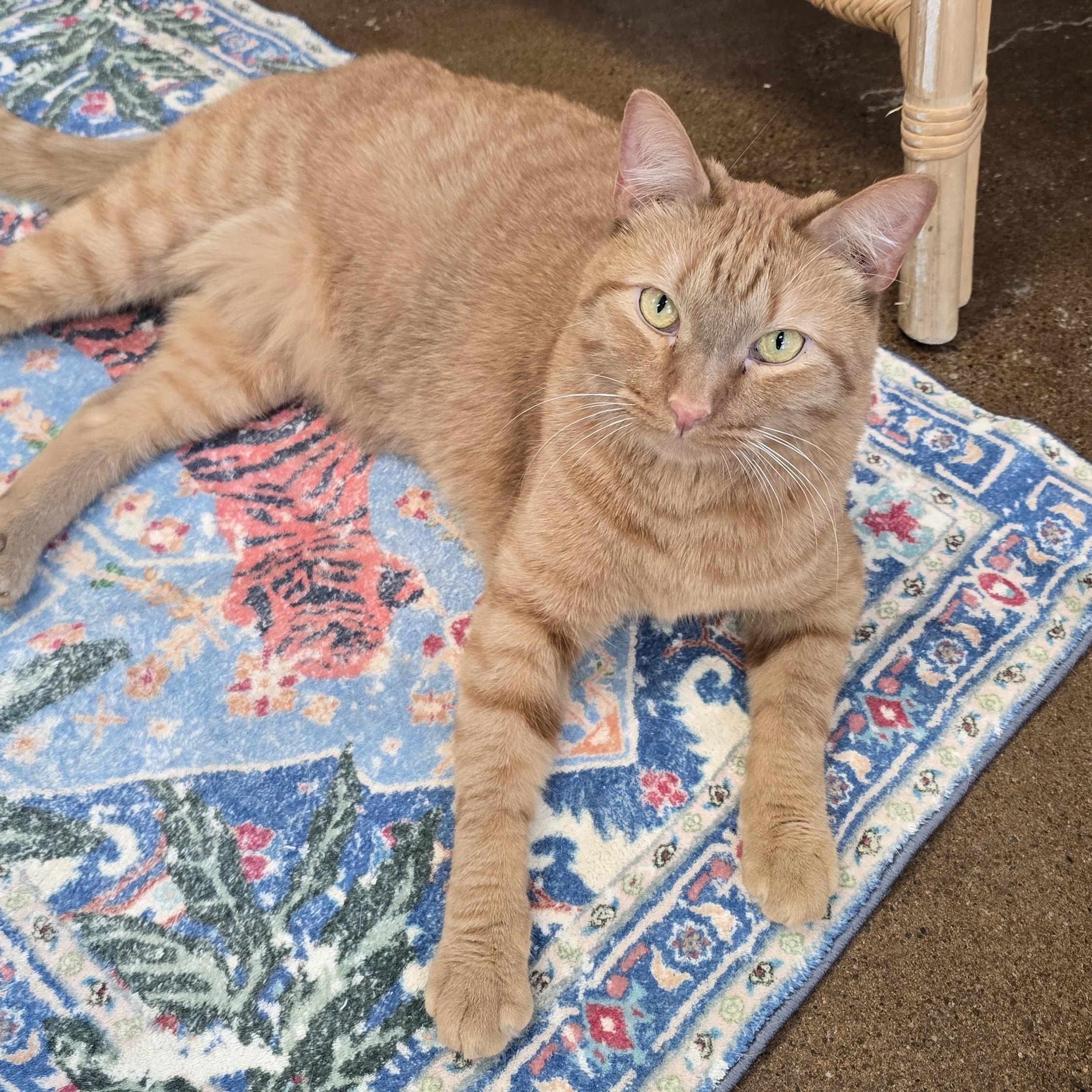 Enlarge Po, a ADOPTABLE Domestic Short Hair in Nashville, TN image 3/6