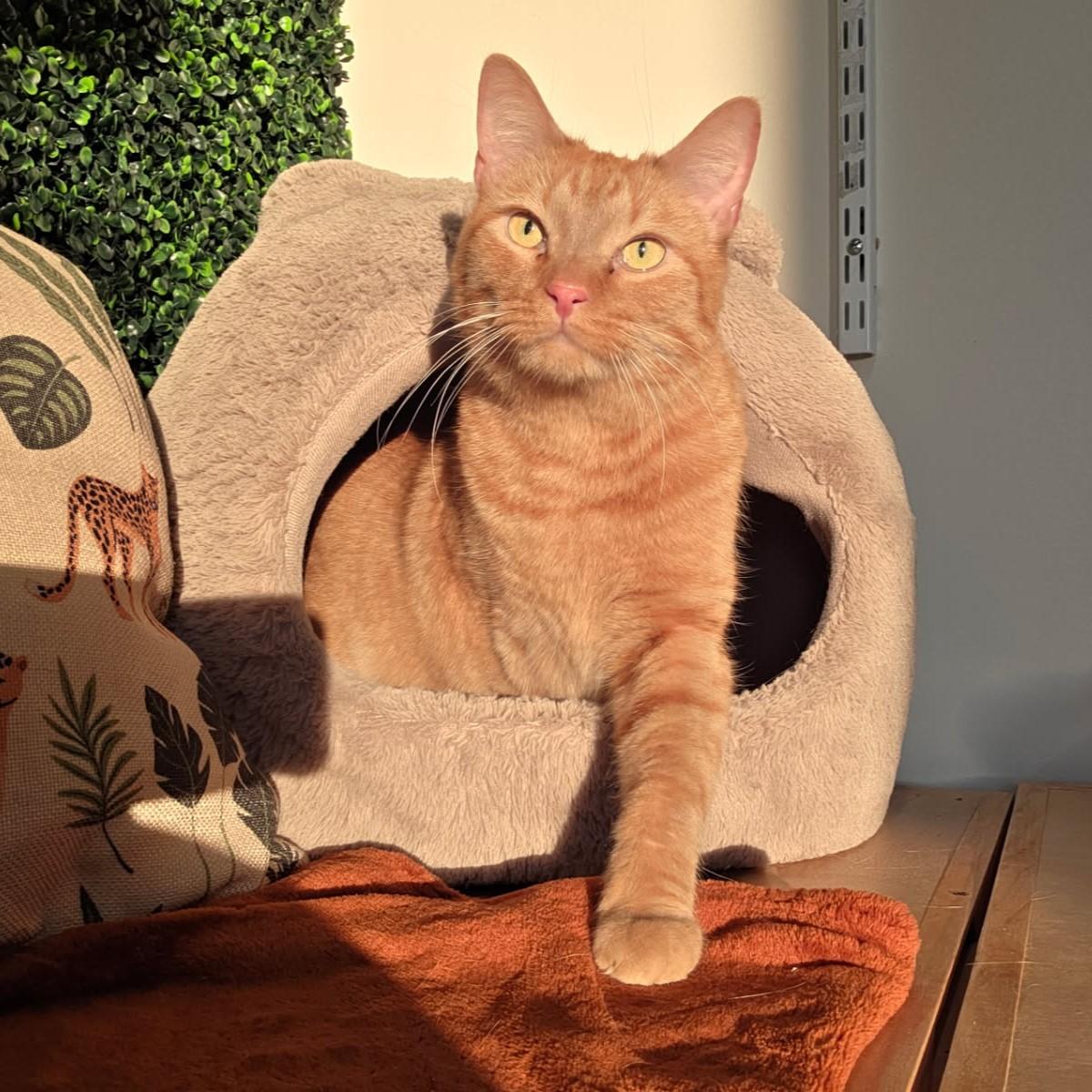 Enlarge Po, a ADOPTABLE Domestic Short Hair in Nashville, TN image 4/6