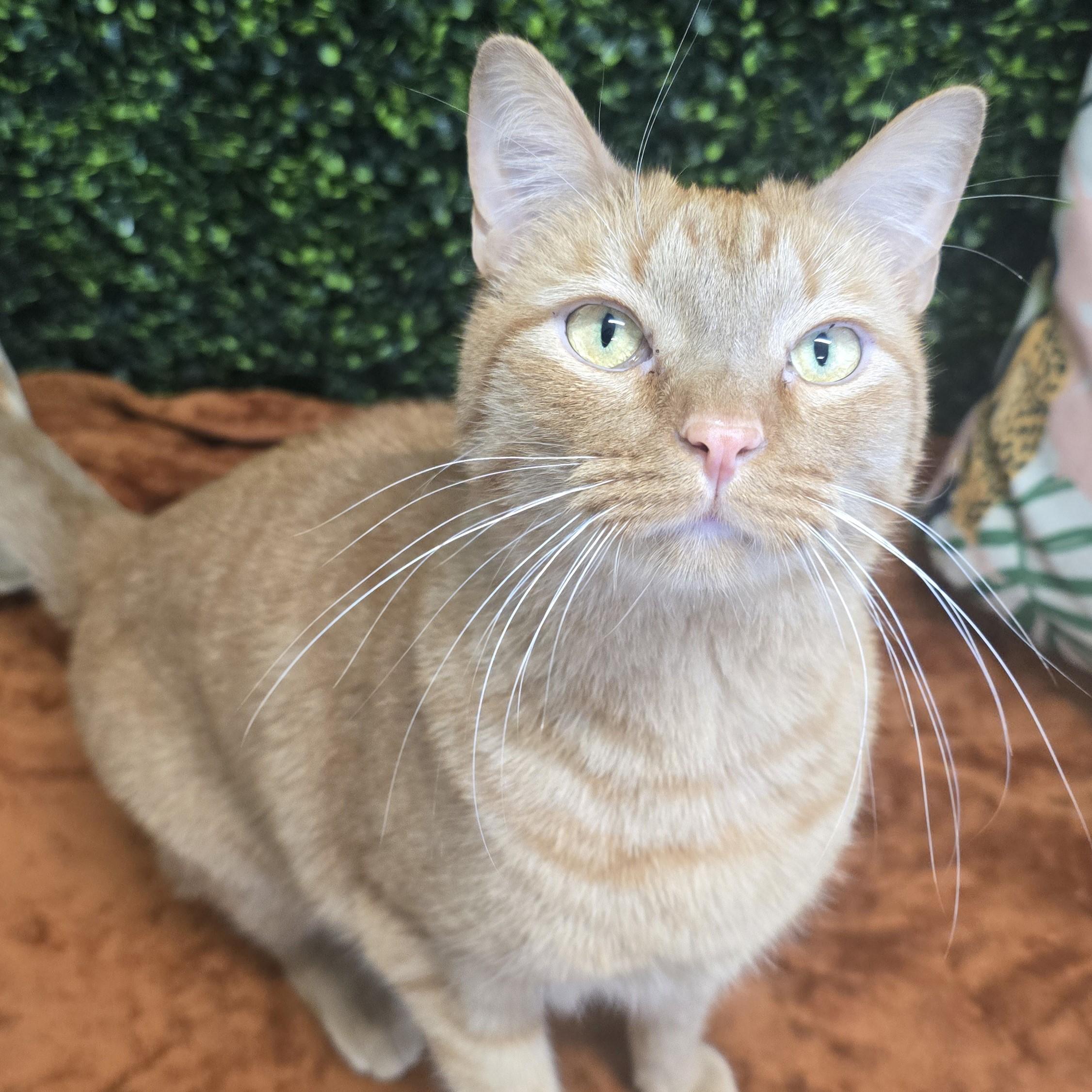 Enlarge Po, a ADOPTABLE Domestic Short Hair in Nashville, TN image 6/6