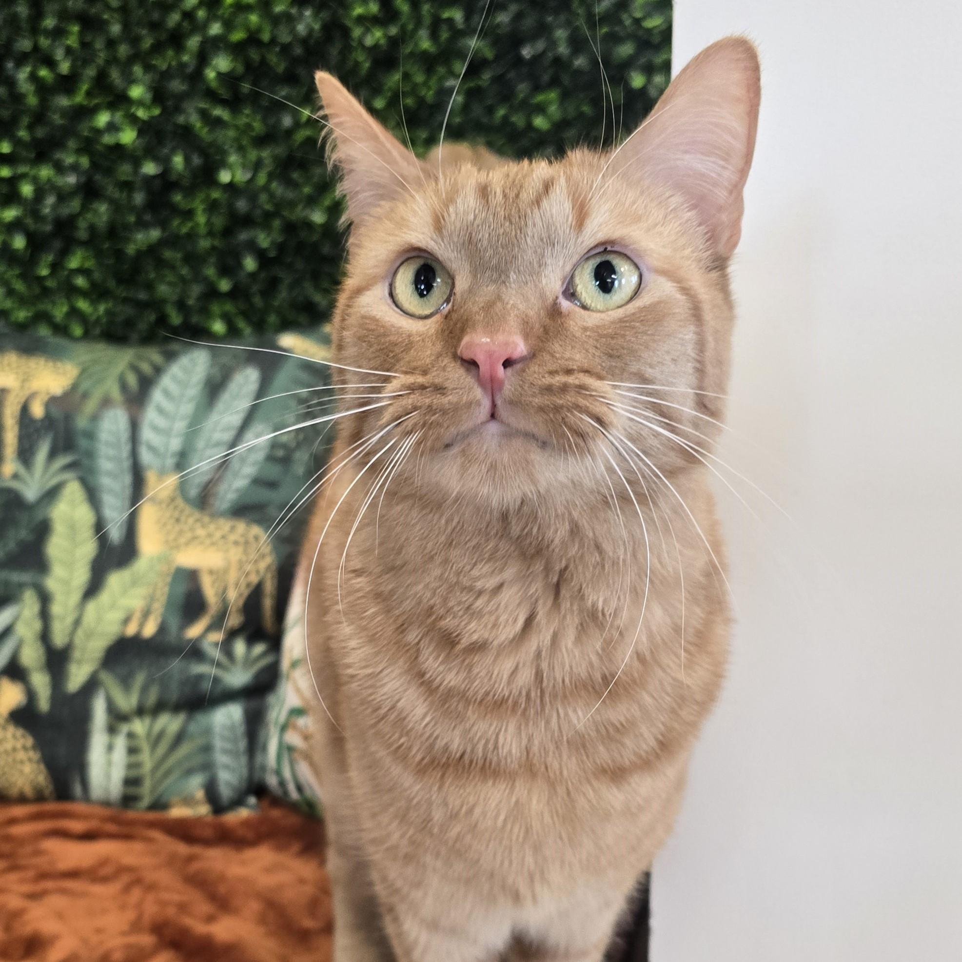 Enlarge Po, a ADOPTABLE Domestic Short Hair in Nashville, TN image 1/6