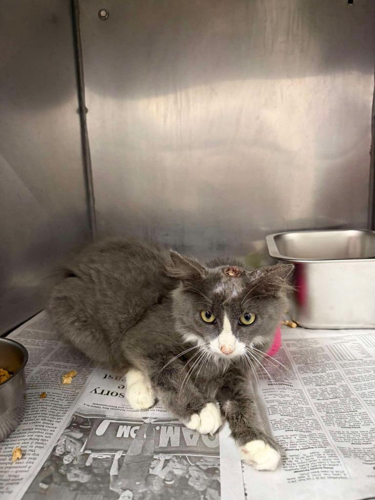 Enlarge Einstein, a Adoptable mixed breed in Murray, KY image 1/2
