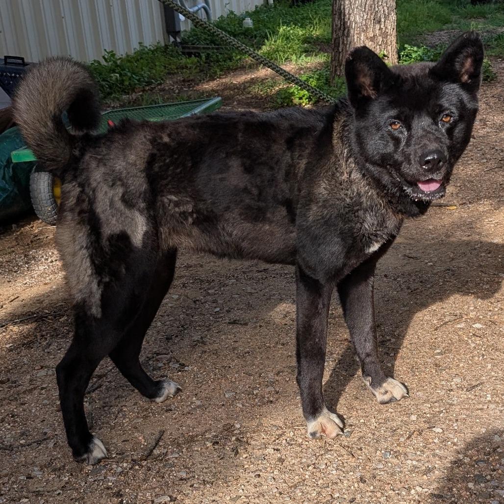 Enlarge Lady Bird, a Adoptable mixed breed in Buchanan Dam, TX image 1/4