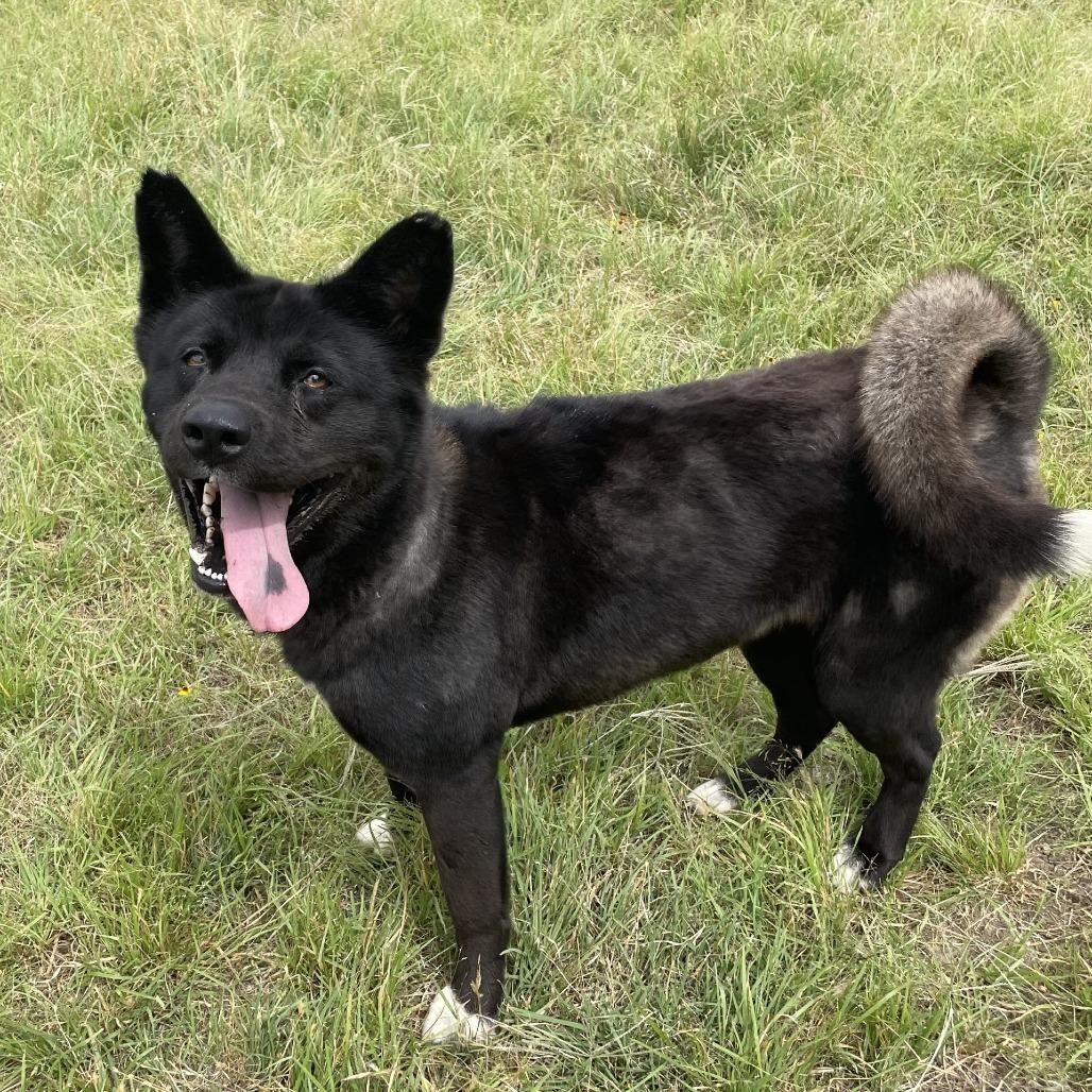 Enlarge Lady Bird, a Adoptable mixed breed in Buchanan Dam, TX image 2/4