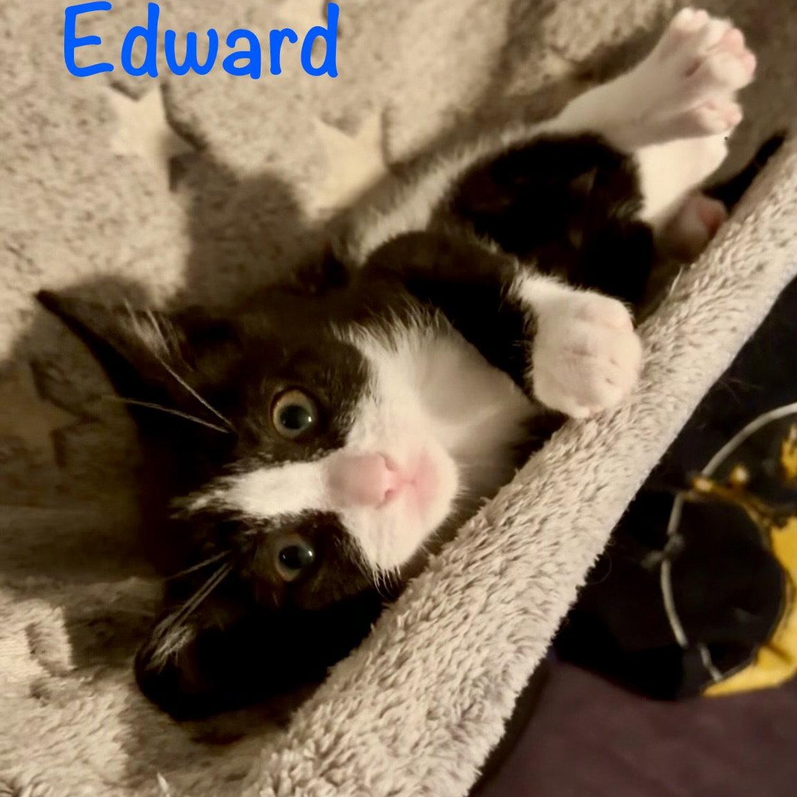 Edward, a Adoptable Domestic Short Hair in Reston, VA image 2/3