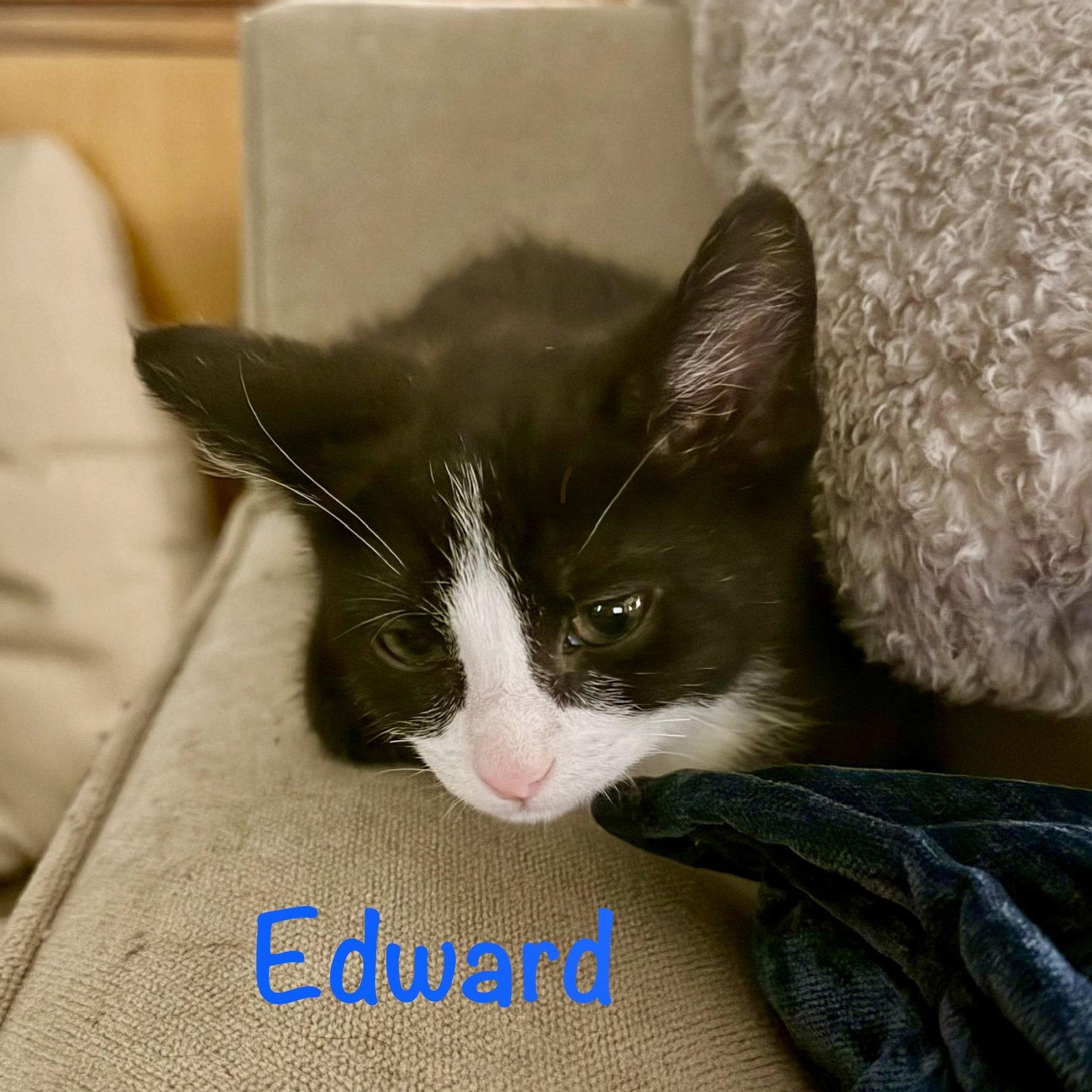 Edward, a Adoptable Domestic Short Hair in Reston, VA image 3/3