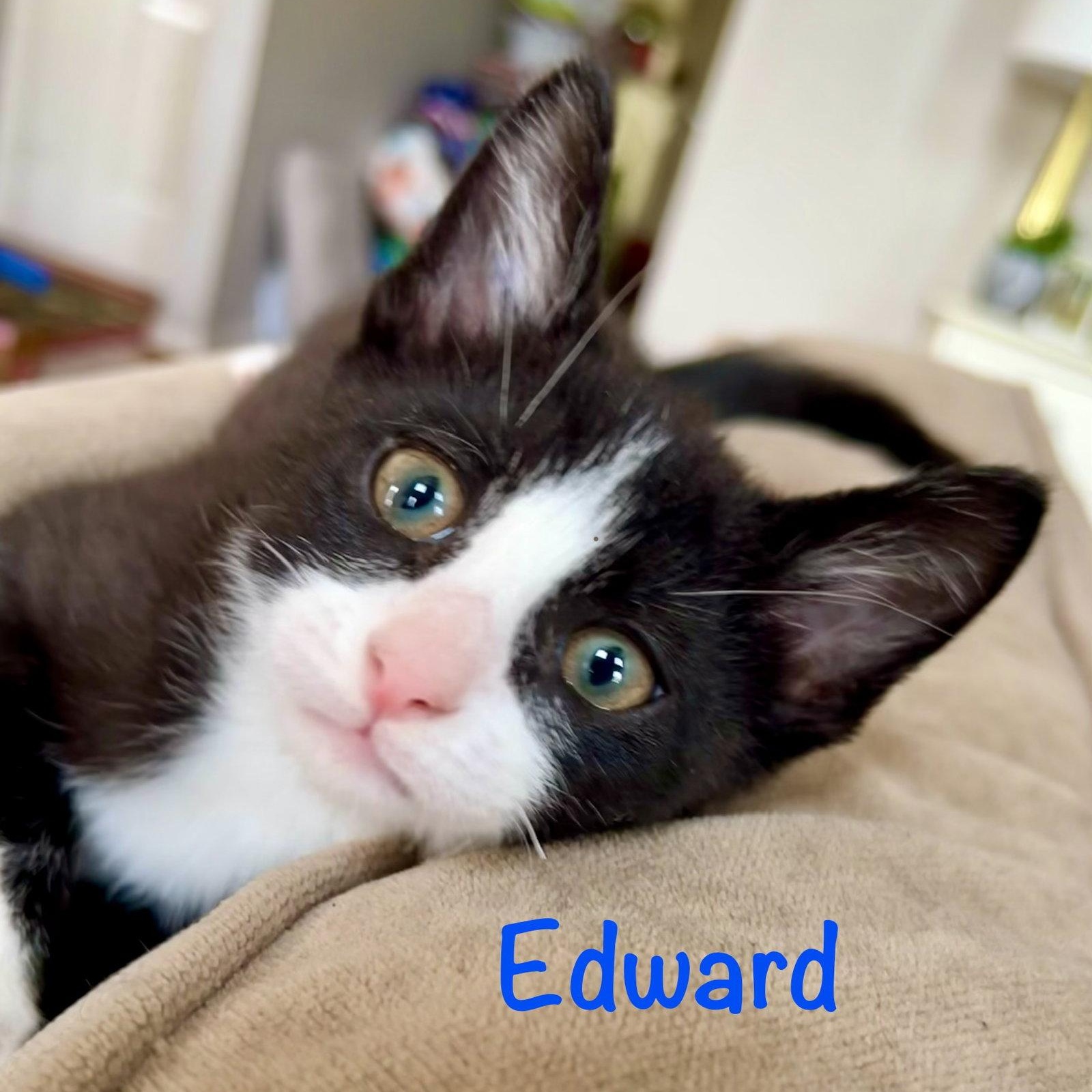 Edward, Adoptable, Kitten Male Domestic Short Hair.