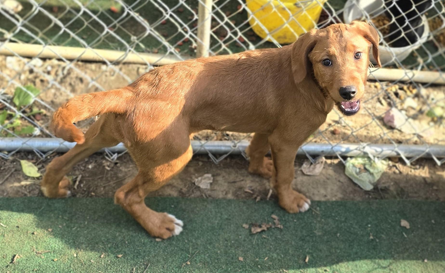 Button, a ADOPTABLE Mixed Breed in Corinth, MS image 2/3