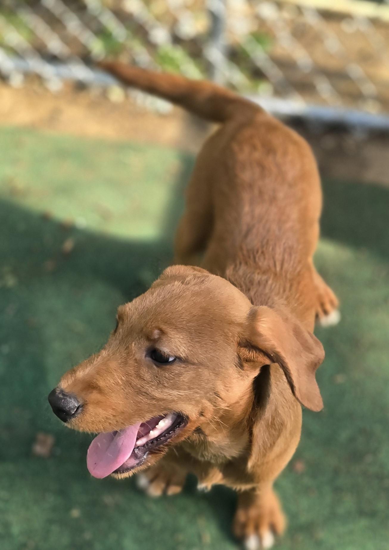 Button, a ADOPTABLE Mixed Breed in Corinth, MS image 3/3