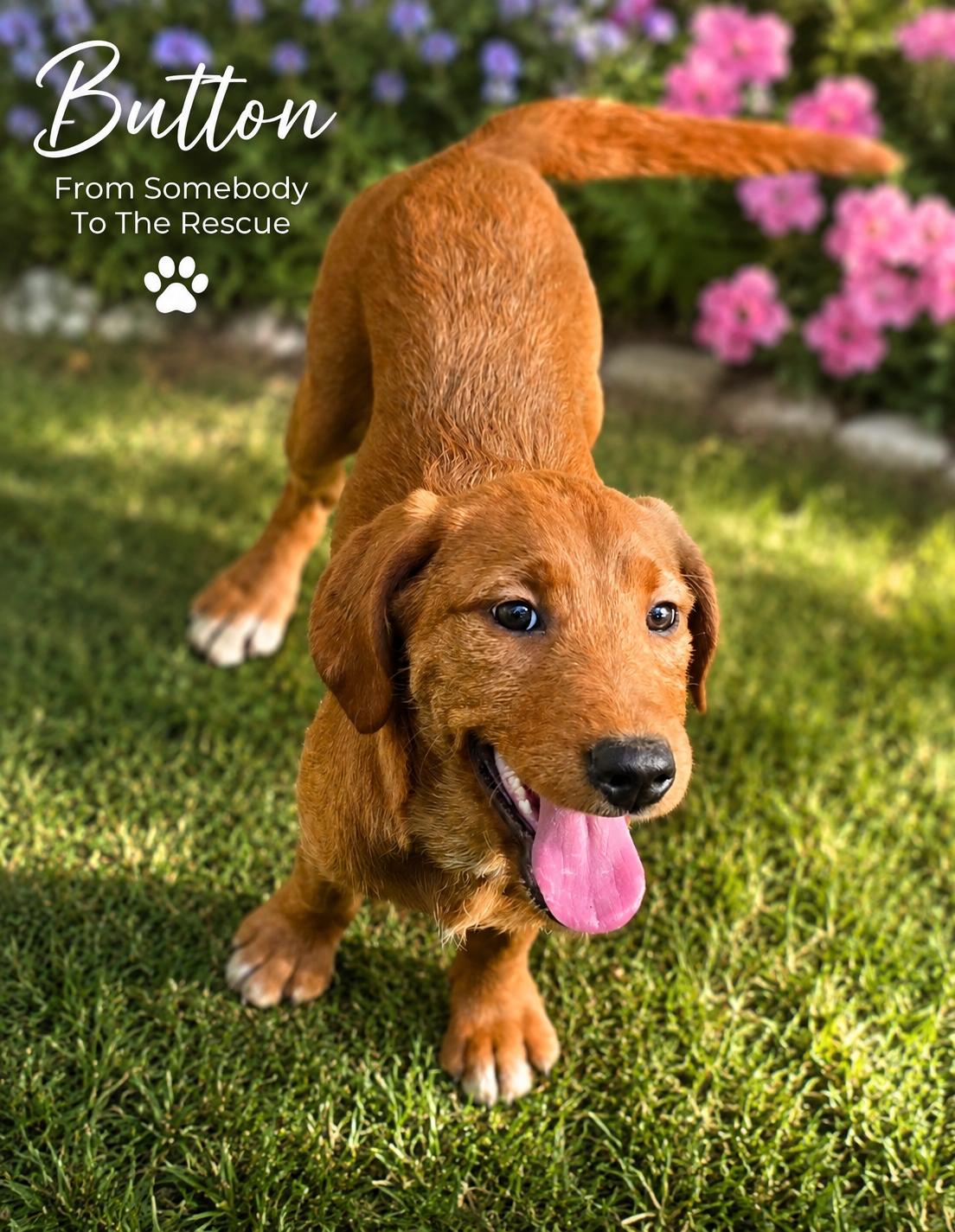 Button, ADOPTABLE, Puppy Female Mixed Breed.