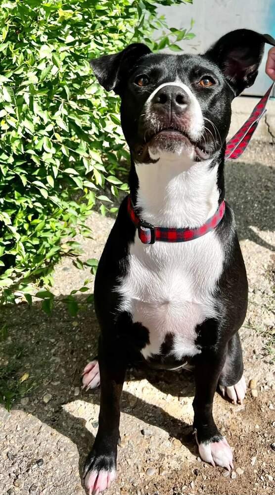 Penelope, Adoptable, Young Female Border Collie.