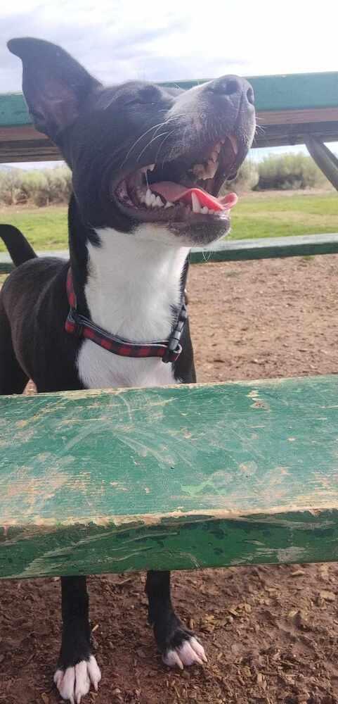 Penelope, a Adoptable mixed breed in Cortez, CO image 2/6