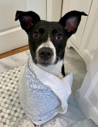 Penelope, a Adoptable mixed breed in Cortez, CO image 3/6