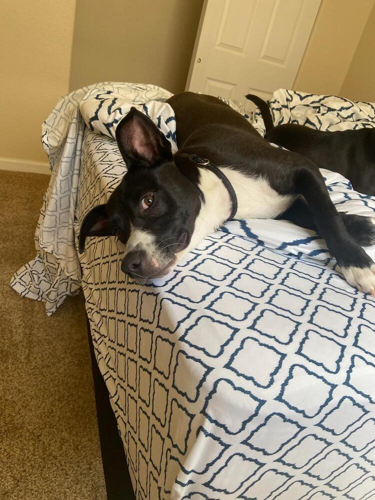 Penelope, a Adoptable mixed breed in Cortez, CO image 4/6