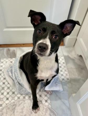 Penelope, a Adoptable mixed breed in Cortez, CO image 6/6