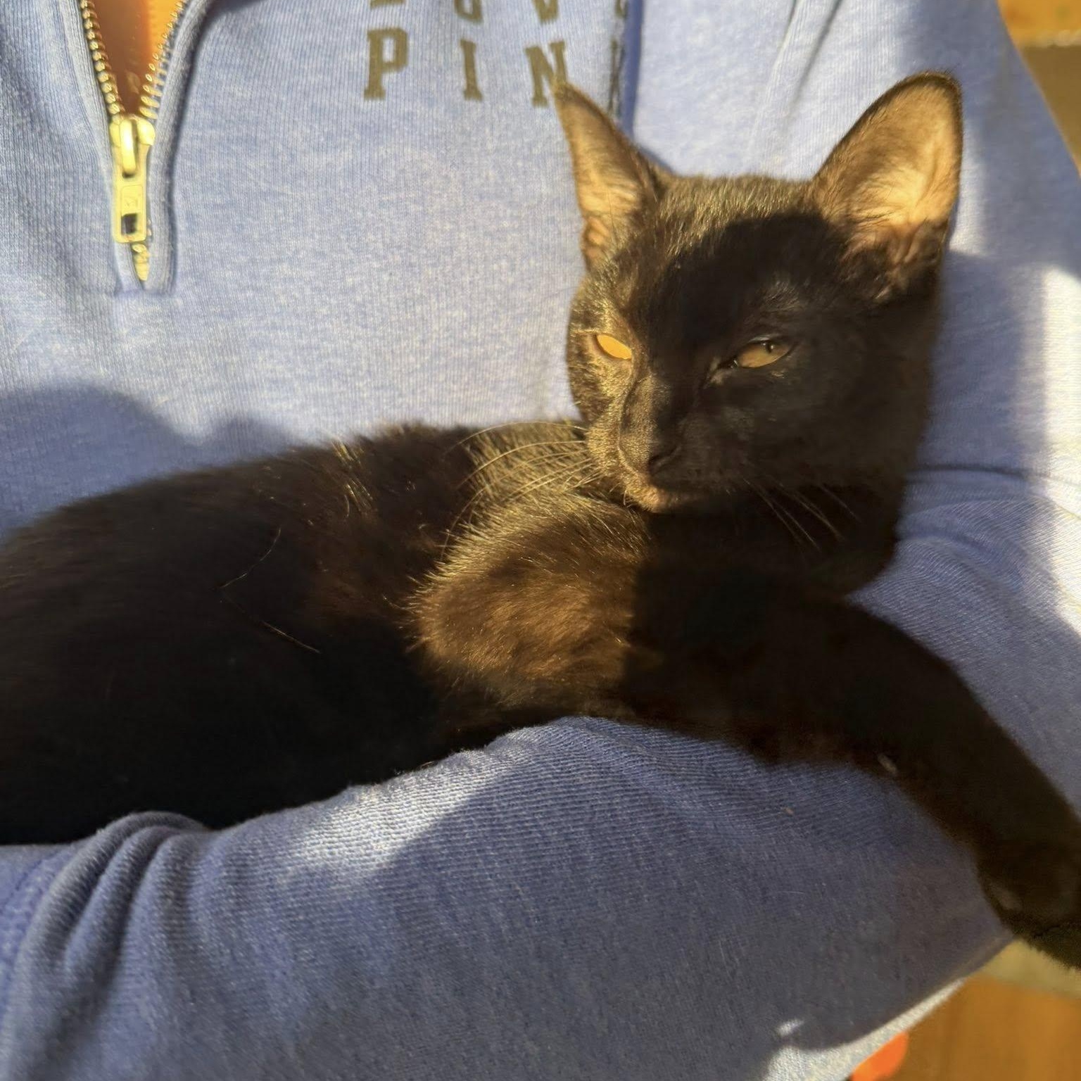 Xena, ADOPTABLE, Kitten Female Domestic Short Hair.