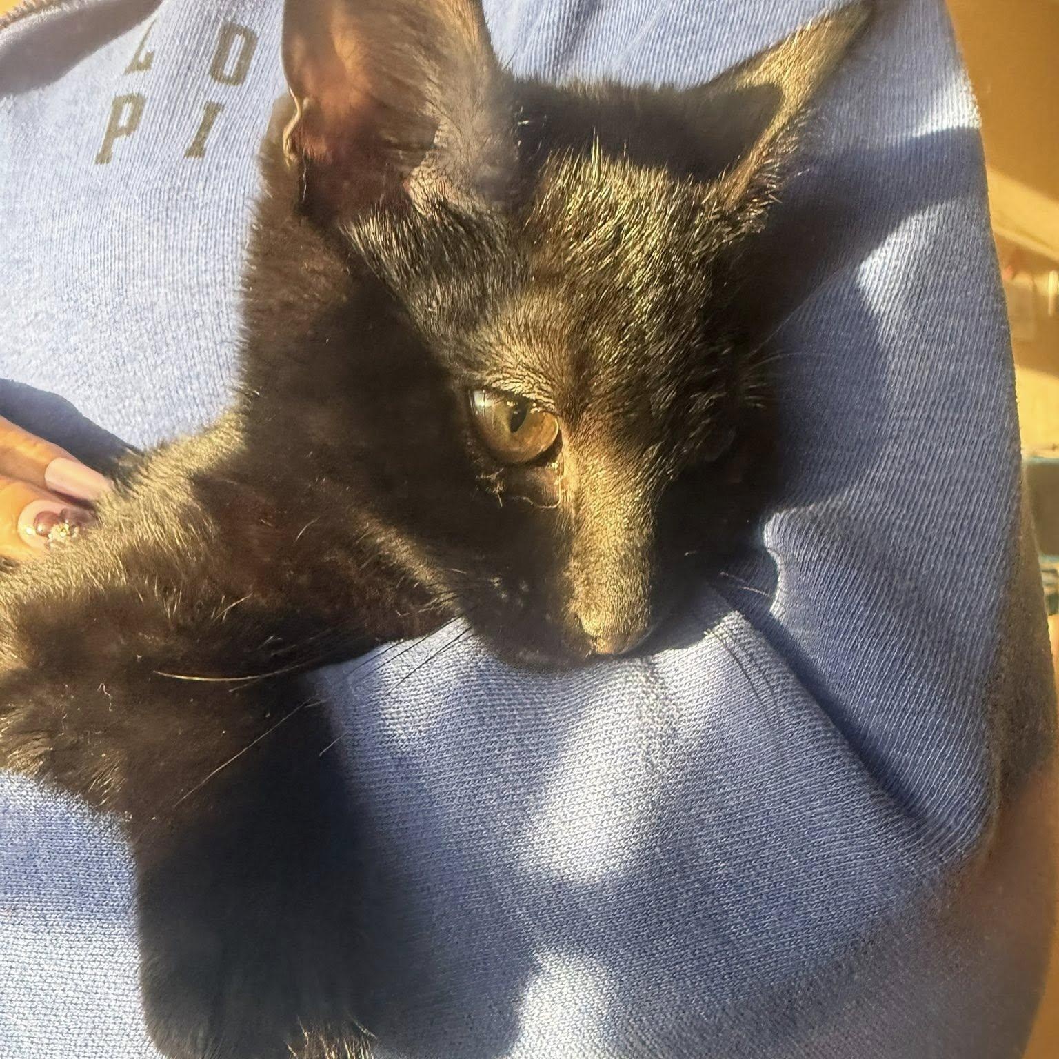 Enlarge Xena, a ADOPTABLE Domestic Short Hair in Queen Creek, AZ image 2/4