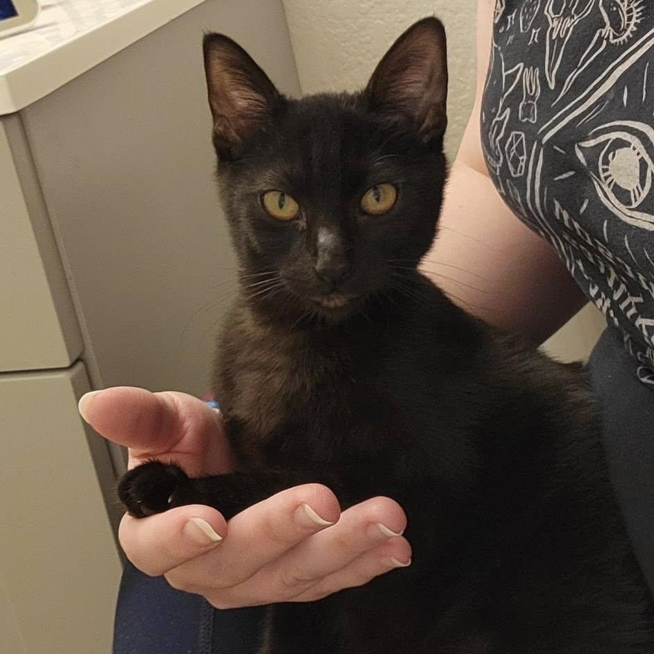 Enlarge Xena, a ADOPTABLE Domestic Short Hair in Queen Creek, AZ image 3/4